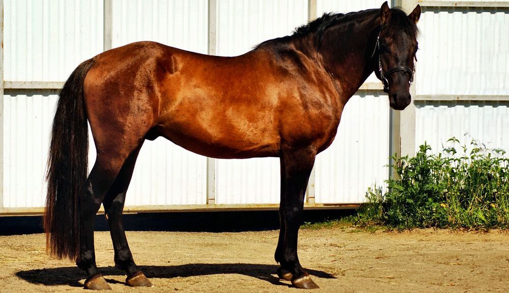 Антарес - купить лошадь для конного спорта