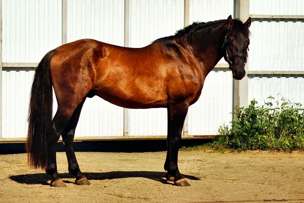 Антарес - купить лошадь для конного спорта